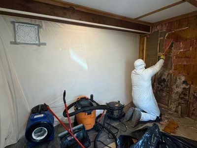 Black Mold Remediation Services