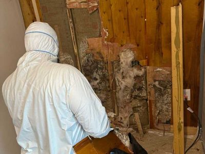Black Mold Removal Services