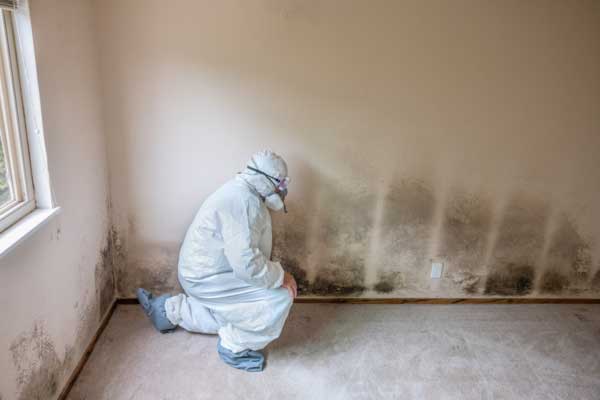 Learn More About Mold Removal & Remediation Services