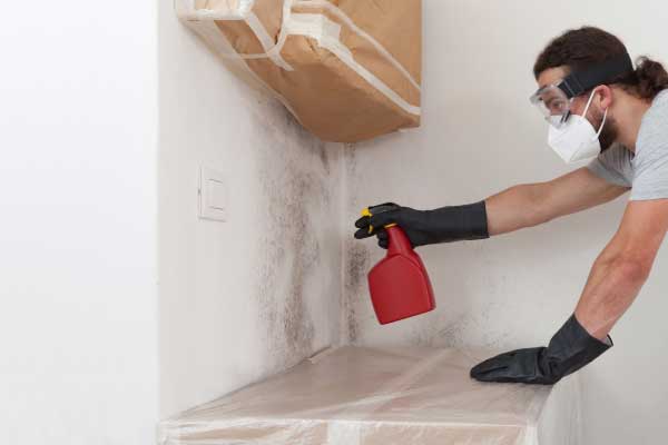 Mold Clean Up Removal Services Mold Clean Up Removal Services